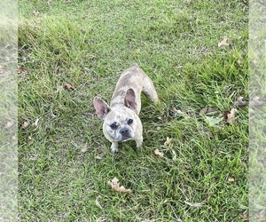 French Bulldog Puppy for sale in BELLVILLE, TX, USA