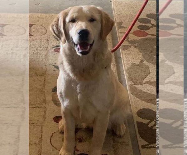 Medium Photo #1 Golden Retriever Puppy For Sale in CERES, CA, USA