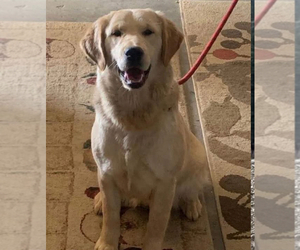 Mother of the Golden Retriever puppies born on 05/15/2025