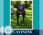 Small #6 Labrador Retriever Mix