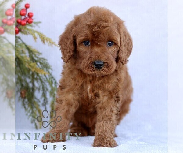Medium Photo #5 Goldendoodle (Miniature) Puppy For Sale in EPHRATA, PA, USA