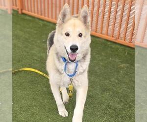 German Shepherd Dog-Unknown Mix Dogs for adoption in Las Vegas, NV, USA