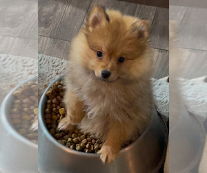 Pomeranian Puppy for sale in AZLE, TX, USA