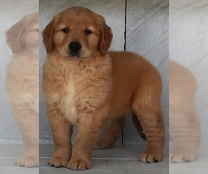 Golden Retriever Puppy for sale in FREDERICKSBURG, OH, USA