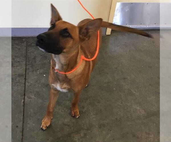 Medium Photo #1 Mutt Puppy For Sale in Orange, CA, USA