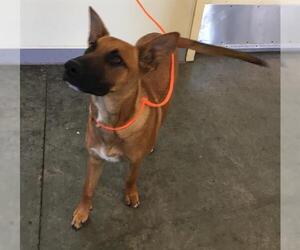Mutt Dogs for adoption in Orange, CA, USA