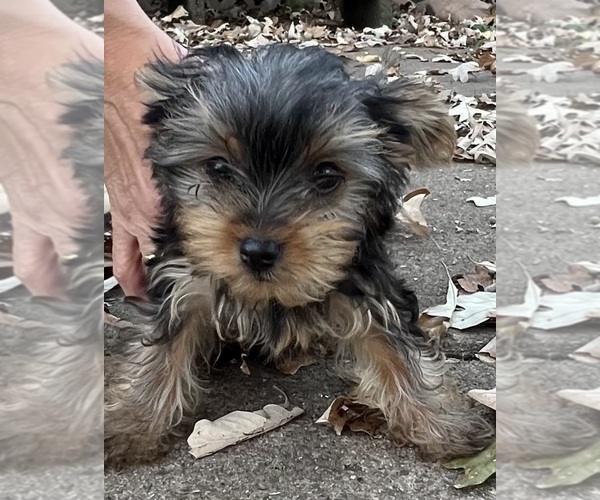 Medium Photo #15 Yorkshire Terrier Puppy For Sale in CHIPPEWA FALLS, WI, USA