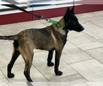 Small Photo #4 Mutt Puppy For Sale in Stevens Point, WI, USA