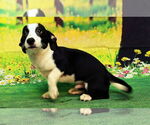 Small #1 Mutt