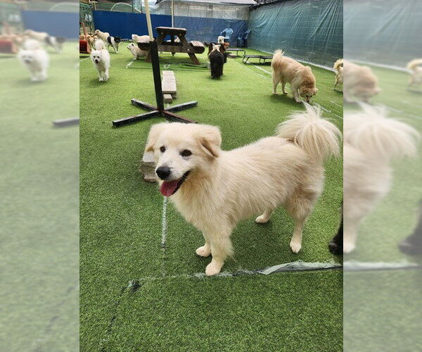 Medium Photo #1 Golden Retriever-Unknown Mix Puppy For Sale in Agoura Hills, CA, USA