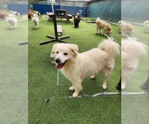 Golden Retriever-Unknown Mix Dogs for adoption in Agoura Hills, CA, USA