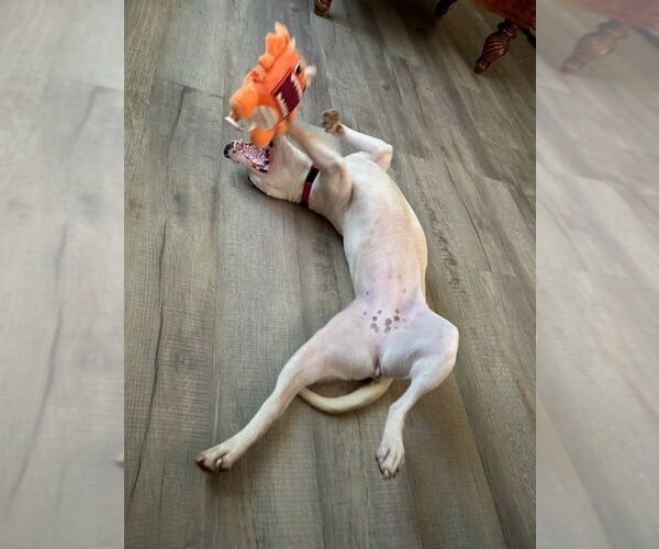 Medium Photo #3 Parson Russell Terrier-Unknown Mix Puppy For Sale in Calhoun, GA, USA