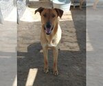 Small #1 Labrador Retriever Mix