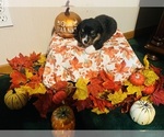 Small #3 Pembroke Welsh Corgi