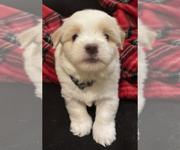 Medium Photo #3 Coton de Tulear Puppy For Sale in BIG RAPIDS, MI, USA