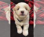 Small #2 Coton de Tulear