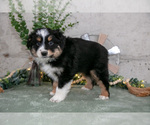 Small #2 Australian Shepherd
