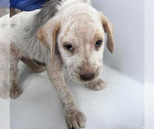 Medium Photo #1 Mutt Puppy For Sale in Houston, TX, USA