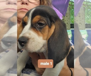 Beagle Puppy for Sale in MONROEVILLE, New Jersey USA