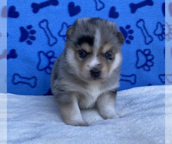 Medium Photo #4 Pomsky Puppy For Sale in BATTLE CREEK, MI, USA