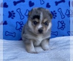 Bella - Male Pomsky Puppy for Sale - Photo #4