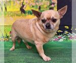 Small Photo #5 ShiChi Puppy For Sale in Wetumpka, AL, USA