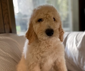Goldendoodle Puppy for sale in PONTOTOC, MS, USA