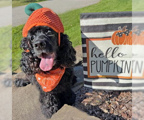 Medium Photo #8 Cocker Spaniel Puppy For Sale in Arlington, VA, USA
