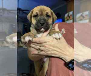 Simon - ADOPTION PENDING!!! - Male Boxer-Unknown Mix Dog for Adoption - Photo #9