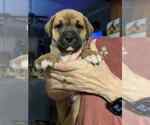 Small #8 Boxer Mix
