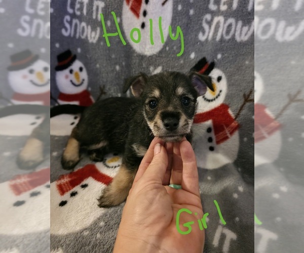 Medium Photo #11 Chizer Puppy For Sale in MONTEZUMA, GA, USA
