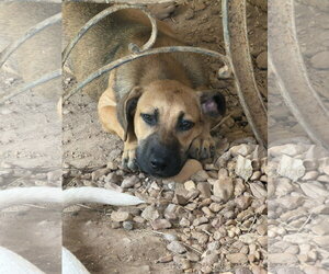 Bambi - Female Black Mouth Cur-Unknown Mix Dog for Adoption - Photo #2
