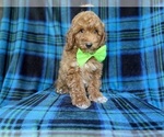 Small #4 Poodle (Miniature)