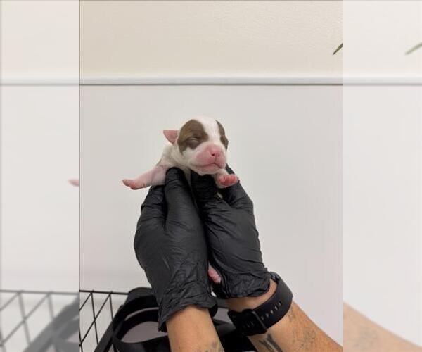 Medium Photo #1 American Pit Bull Terrier-Unknown Mix Puppy For Sale in San Bernardino, CA, USA
