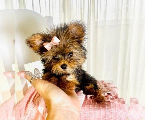 Medium Photo #1 Yorkshire Terrier Puppy For Sale in THONOTOSASSA, FL, USA