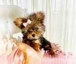 Puppy Puppy 7 Yorkshire Terrier