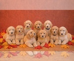 Litter of 8 - Male(s) and Female(s) GoldendoodleLitter of Puppies for Sale - Small photo
