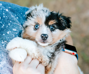 Miniature Australian Shepherd Puppy for sale in KLEIN, TX, USA