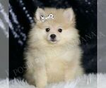 Small #2 Pomeranian