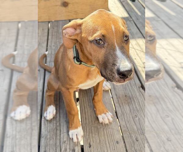 Medium Photo #2 Boxador Puppy For Sale in MIDWAY, UT, USA