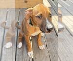 Small #1 Boxador