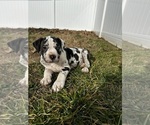 Small Photo #8 Alapaha Blue Blood Bulldog Puppy For Sale in HAMILTON, NJ, USA
