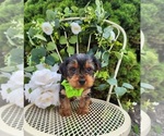 Small #2 Yorkshire Terrier