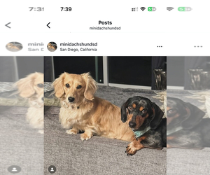 Mother of the Dachshund puppies born on 09/29/2025