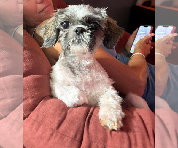Medium Photo #3 Shih Tzu-Unknown Mix Puppy For Sale in Grafton, WI, USA