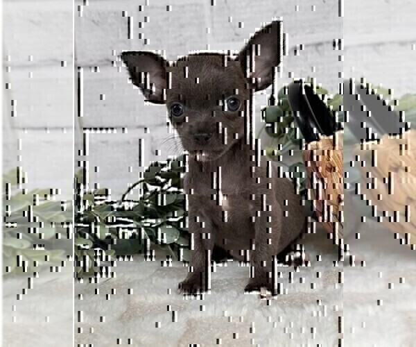Medium Photo #21 Chihuahua Puppy For Sale in TAMPA, FL, USA