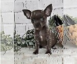 Small #20 Chihuahua