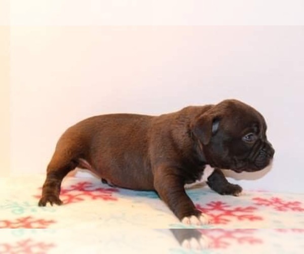 Medium Photo #3 American Bully Puppy For Sale in BILLINGS, MO, USA