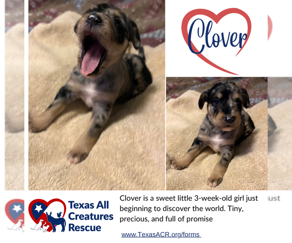 Medium Photo #1 Mutt Puppy For Sale in Lillian, TX, USA