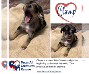 Mutt Dogs for adoption in Lillian, TX, USA
